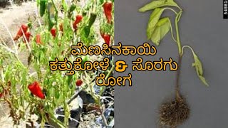 Damping Off and Wilt disease in CHILLIES  ಕತ್ತುಕೊಳೆ amp ಸೊರಗು ರೋಗ  symptoms and control measures [upl. by Adnohr635]