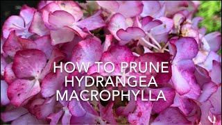 How to Prune Hydrangea Macrophylla Pruning Mop Head Hydrangea [upl. by Nobel]