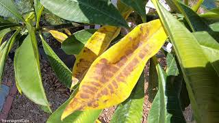 PLUMERIA Plant Care Leaves turning YELLOW and FALLING OFF Tips  Growing Frangipani Hawaii Garden [upl. by Whitcher]