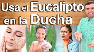 ¿EUCALIPTO EN LA DUCHA  Para Qué Sirve Beneficios y Usos del Vapor de Eucalipto a Diario [upl. by Adahs]