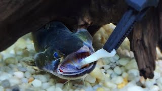 Why You Should Never Feed Your Gulper Catfish Tilapia [upl. by Omrellig]