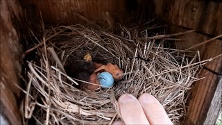 Checking Bluebird Nest Boxes [upl. by Navinod]