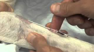 Placement of IV Catheter in a Dog YouTube [upl. by Eiliab]