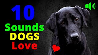 10 Sounds Dogs Love To Hear the Most [upl. by Ramad626]