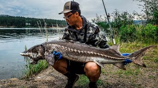 Bank Fishing for Keeper Sturgeon My Tackle Baits and River Structure Tips [upl. by Tench]