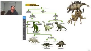 Nomenclatura binomial e claves dicotómicas [upl. by Lovel391]