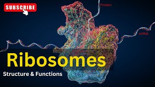 Ribosomes Structure amp Function  Cell Biology  Biology [upl. by Fulmer]