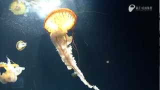 クラゲの毒針発射の瞬間  Sting of the jellyfish [upl. by Zarah]