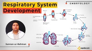 Respiratory System Development  Embryology Anatomy Video Lecture  VLearning [upl. by Ysteb247]