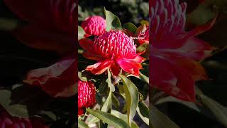 Australian Waratahs [upl. by Decker894]