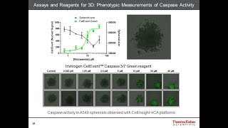 How to Analyze and Characterize Your 3D Cell Culture [upl. by Pages]