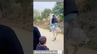 The Act Of Riding An Ostrich [upl. by Ised]