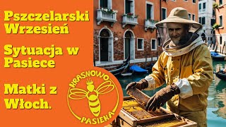 Pszczelarski wrzesień sytuacja w pasiece Matki pszczele z Włoch pszczoły miód matkipszczele [upl. by Eibbob]