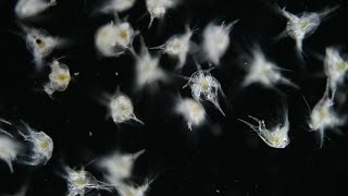 フジツボ類のノープリウス幼生 Nauplius larva of barnacle [upl. by Dougall]