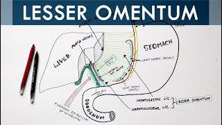 Lesser Omentum  Attachment Ligaments amp Contents  Anatomy Tutorial [upl. by Garbe208]