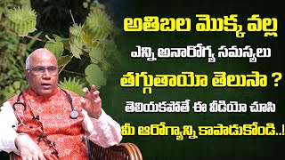 అతిబల మొక్క వల్ల కలిగే ఆరోగ్య ప్రయోజనాలు  Dr CL Venkat Rao  Health Qube [upl. by Kajdan]