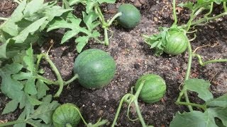 How To Prune Watermelon Plants [upl. by Westberg]