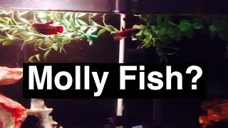 Molly Fish with Betta Fish as Tank Mates [upl. by Bonner]