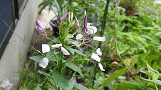 セイヨウフウチョウソウの花を観賞 Cleome hassleriana 2020年7月26日撮影 [upl. by Patricio]