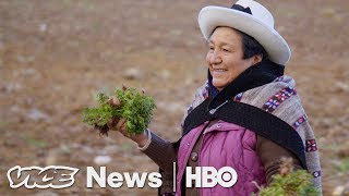 Maca Plant Pirates in Peru HBO [upl. by Lara]