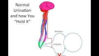 How Does Spinal Cord Injury Effect the Bladder [upl. by Siver]