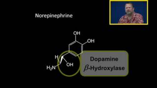 Biosynthesis of Catecholamines [upl. by Marcin197]