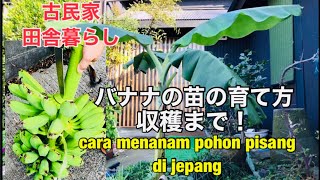 バナナの苗の育て方・バナナの木の育て方収穫まで・古民家暮らし・How to grow banana trees how to plant bananas・pohon pisang di jepang [upl. by Pandora]