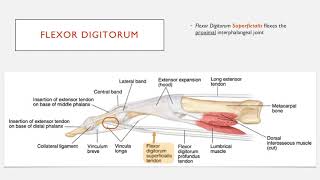 Understand the Insertion of Flexor Digitorum Muscles in 2 Minutes [upl. by Aicilyhp887]