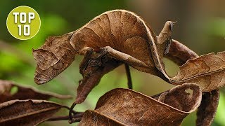 Top 10 Coolest Looking Geckos [upl. by Jeffery]