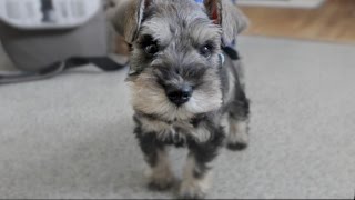 Cute Mini Schnauzer Puppy Comes Home  ChumpieTheDog [upl. by Riay]