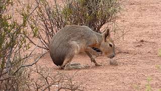 Mara o Liebre patagónica Dolichotis patagonum en Parque Nacional Sierra de las Quijadas Argentina [upl. by Lemal]