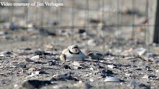 Piping Plover Chick [upl. by Nnaeirual]