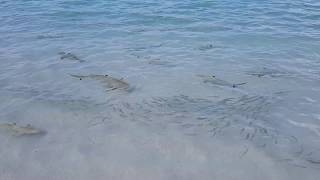 Black Tip Reef Sharks in Maldives Vacation [upl. by Cherin833]