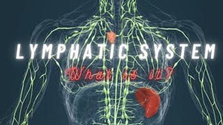 Lymphatic system 3D animation  lymph nodes  lymphatic fluid  lymph vessels  lymphatic drainage [upl. by Sergias]