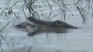 Child Dragged Into Lake by Gator Near Disney [upl. by Brenan]