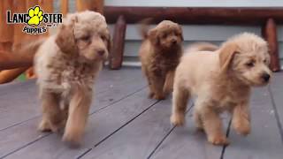 Mini Labradoodle Puppies [upl. by Yentnuoc]