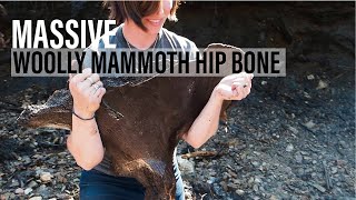 MASSIVE Woolly Mammoth Pelvic Bone found in ICE Alaska [upl. by Miltie892]