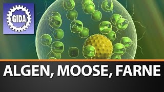 Trailer  Algen Moose Farne  Biologie  Schulfilm [upl. by Johny964]