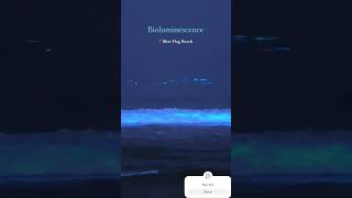 Bioluminescence 🌊💙youtuber youtubeshorts love instagram beach viralvideo shortsfeed fyp [upl. by Dominica]