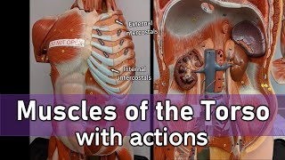 Muscles of the torso [upl. by Sumaes]