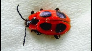 Endomychus coccineus  Linnaeus 1758  Endomychidae  Fausse coccinelle  France  062019 [upl. by Aekan]