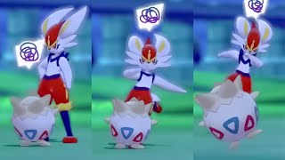 Pokemon Camp FUNNIEST MOMENTS  Pokemon Sword and Shield [upl. by Leihcey]