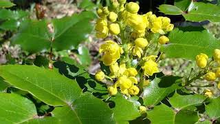 Mahonie Mahonia aquifoliumevergreen with winter flowering [upl. by Siurtemed297]