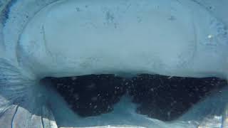 Whale Shark Close Up Into the Belly [upl. by Celia478]