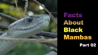 Facts About Black Mambas 02 [upl. by Ahtan]