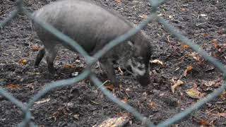 Visayan Warty Pigs Using Tools [upl. by Goldfarb]