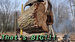 What is the Best Way To Split A MASSIVE Oak [upl. by Manville]