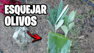 Como Hacer Esquejes de Olivo Sin RAIZ Paso a Paso Olivos GRATIS  La Huerta de Ivan [upl. by Mcclure]