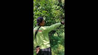 kebun buah jambu air alpukat dukulengkengabiu jumbo [upl. by Augusta740]