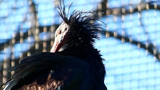 World’s ugliest black bird on the Planet ugly bald hermit ibis Waldrapp hässlichster Vogel der Welt [upl. by Sherborne168]